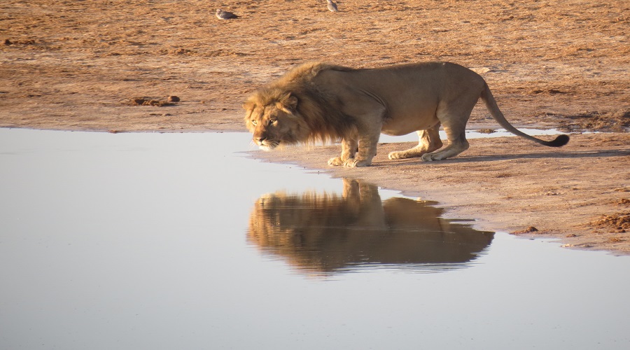 Masai Mara Wildlife